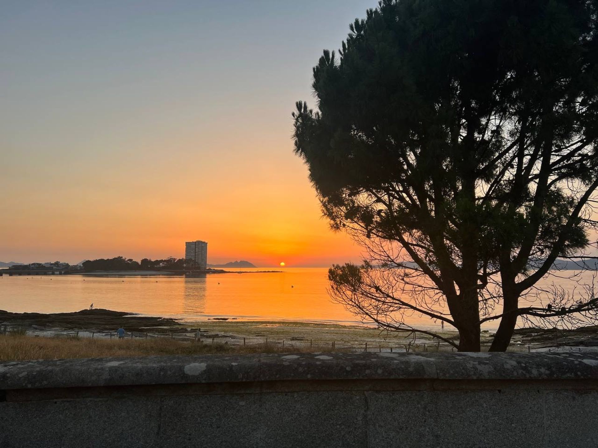 Atardecer sobre la ría de Vigo con un pino en primer plano, junto a Finca Fontaíña